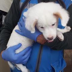 Snowflake, an adopted mixed breed in Green Valley, AZ image 4/5