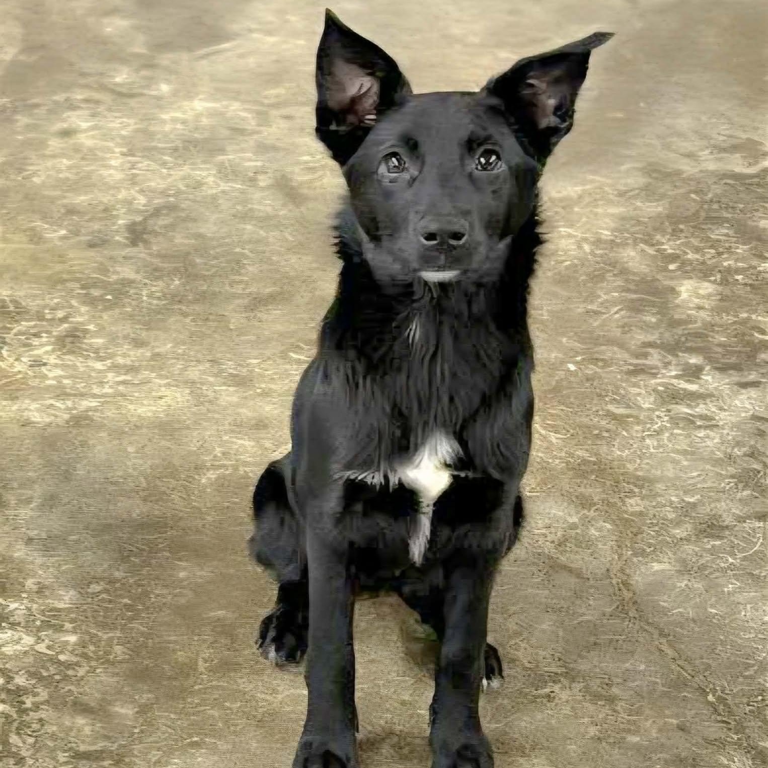 Winneka, Adoptable, Young Female Black Labrador Retriever & German Shepherd Dog.