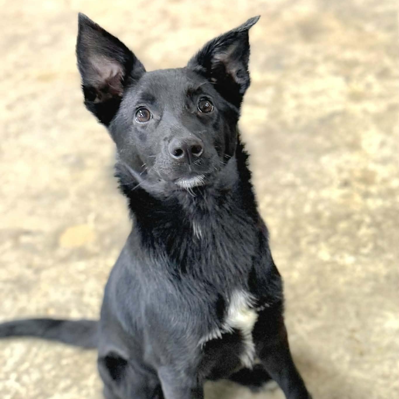 Winneka, a Adoptable mixed breed in Woolwich, ME image 2/6