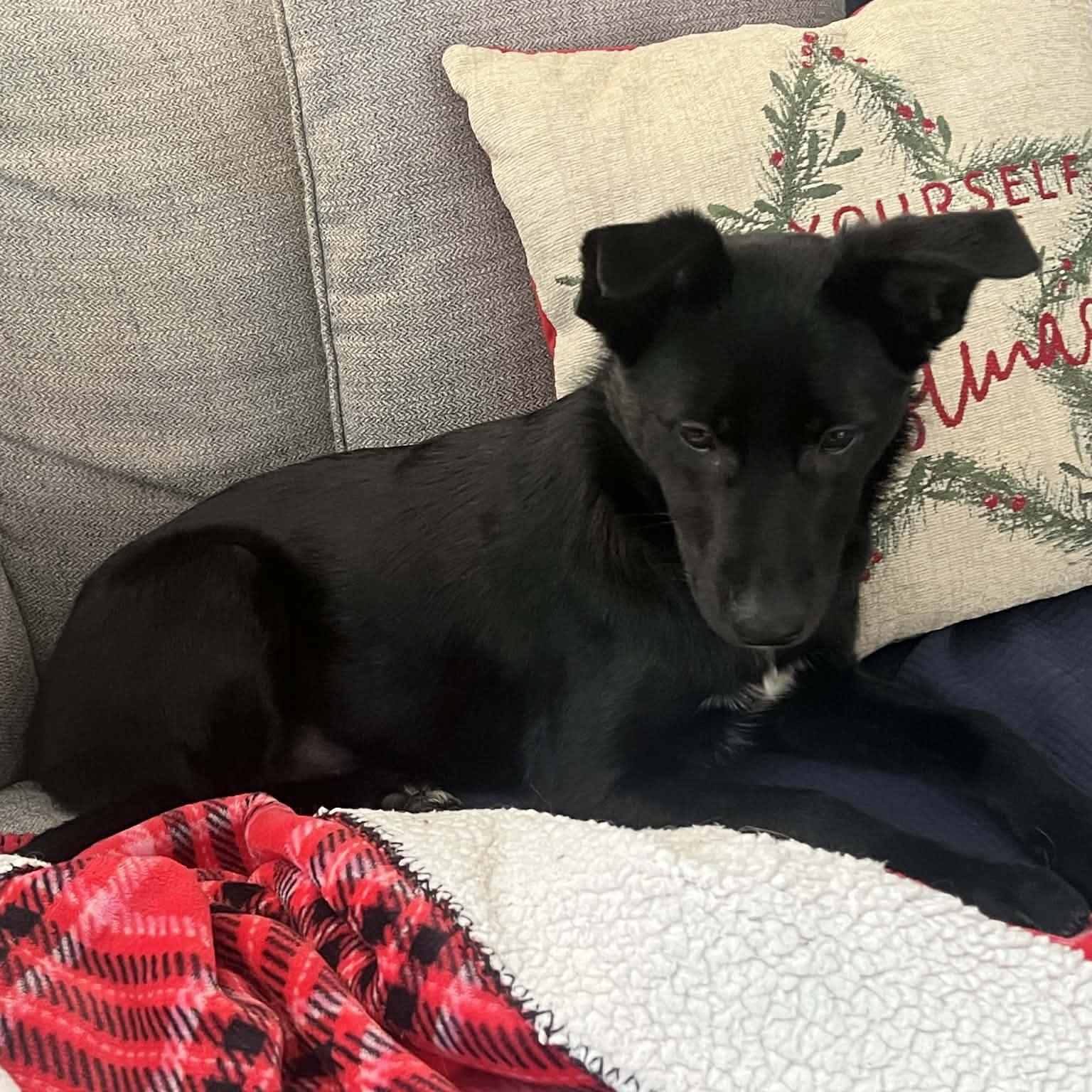 Winneka, a Adoptable mixed breed in Woolwich, ME image 3/6