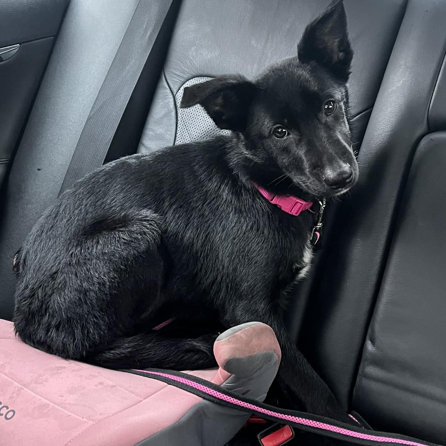 Winneka, a Adoptable mixed breed in Woolwich, ME image 4/6