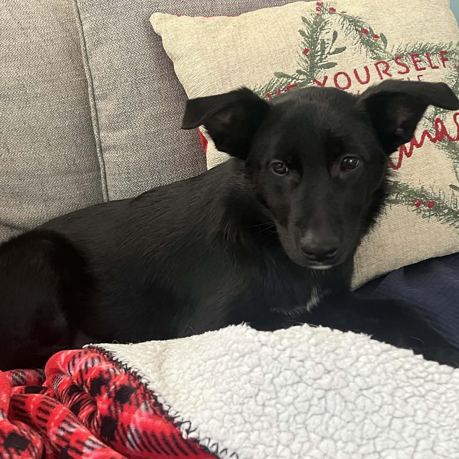 Winneka, a Adoptable mixed breed in Woolwich, ME image 5/6