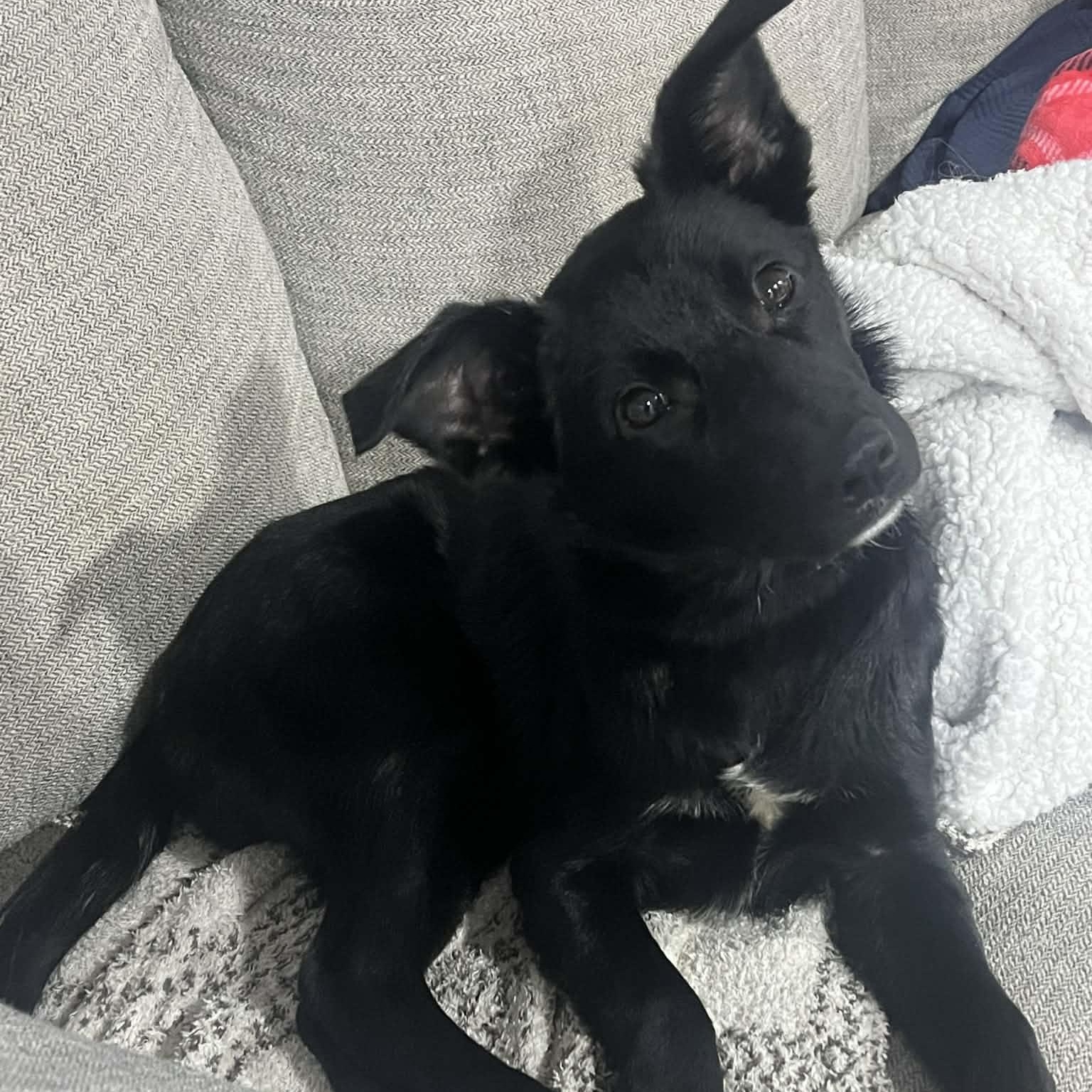 Winneka, a Adoptable mixed breed in Woolwich, ME image 6/6