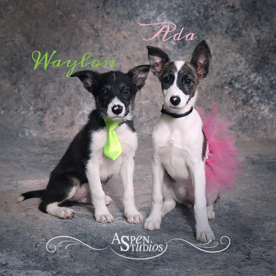 Ada, Adoptable, Young Female Cattle Dog & Border Collie.