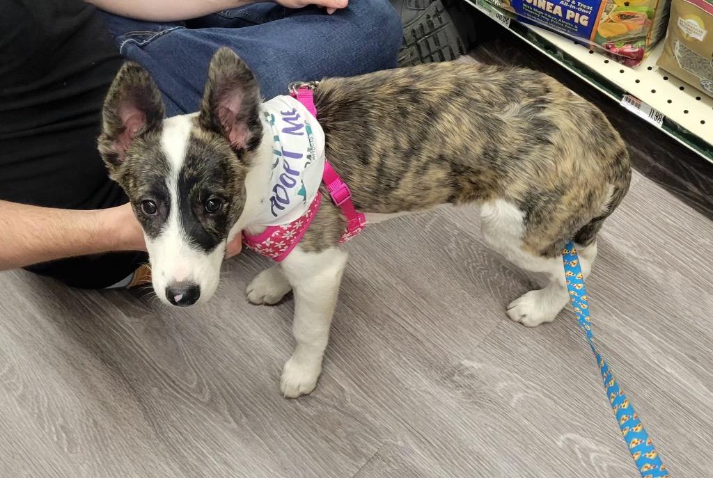 Enlarge Ada, a Adoptable mixed breed in Valparaiso, IN image 2/6