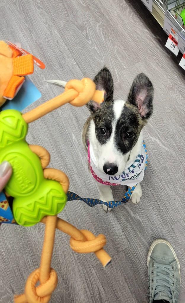 Enlarge Ada, a Adoptable mixed breed in Valparaiso, IN image 3/6