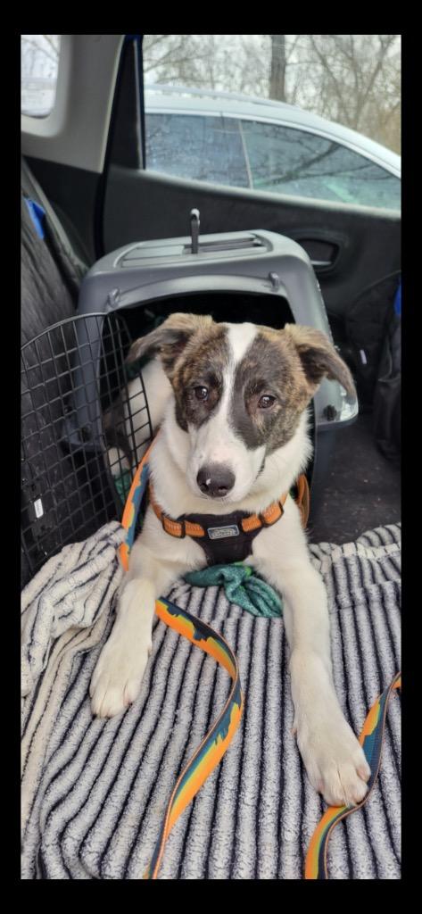 Enlarge Ada, a Adopted mixed breed in Valparaiso, IN image 1/5