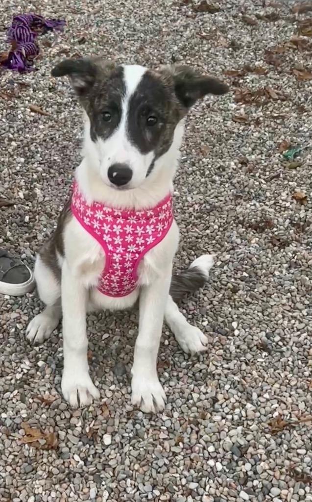 Enlarge Ada, a Adoptable mixed breed in Valparaiso, IN image 4/6