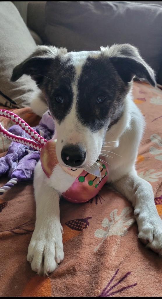 Enlarge Ada, a Adopted mixed breed in Valparaiso, IN image 2/5