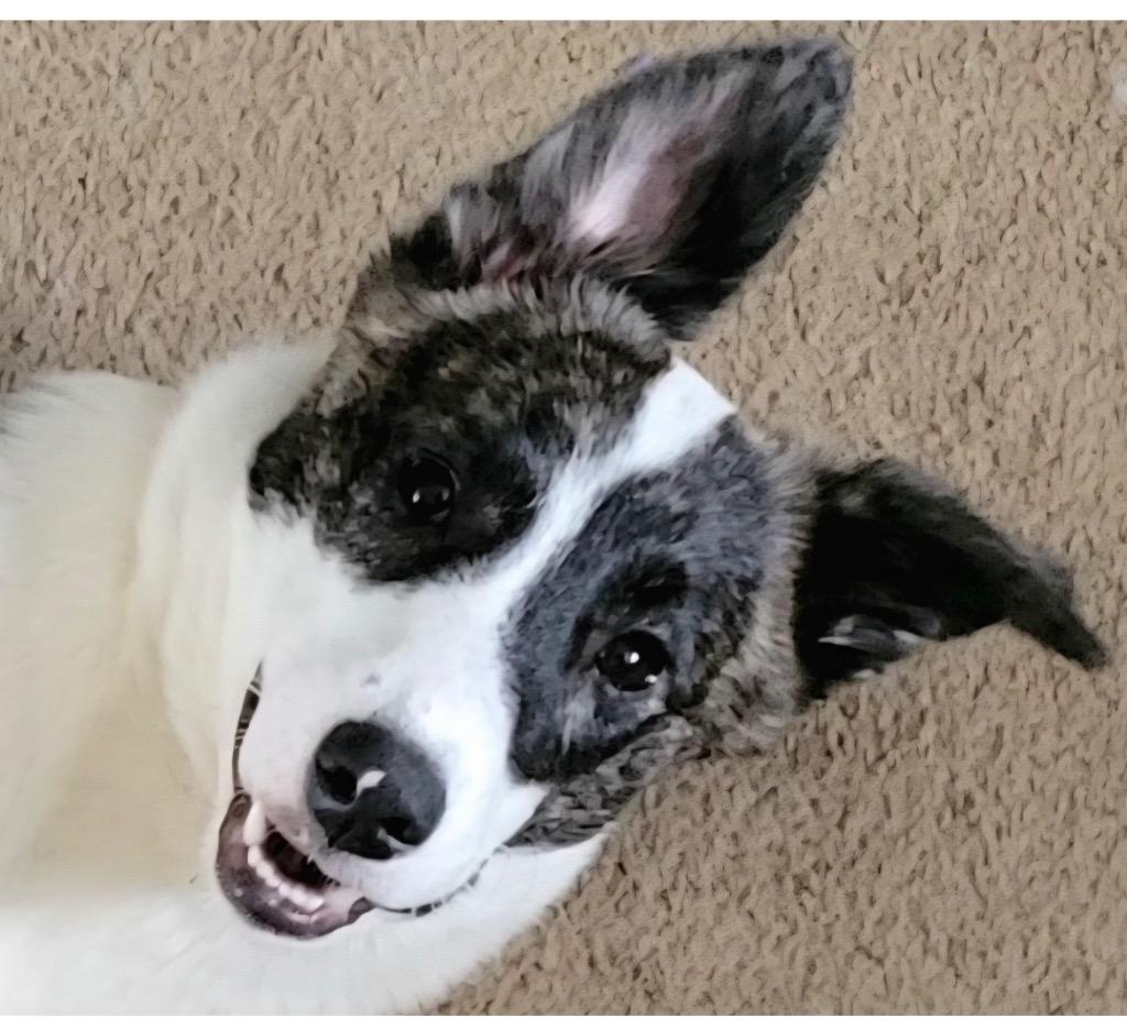 Enlarge Ada, a Adopted mixed breed in Valparaiso, IN image 3/5