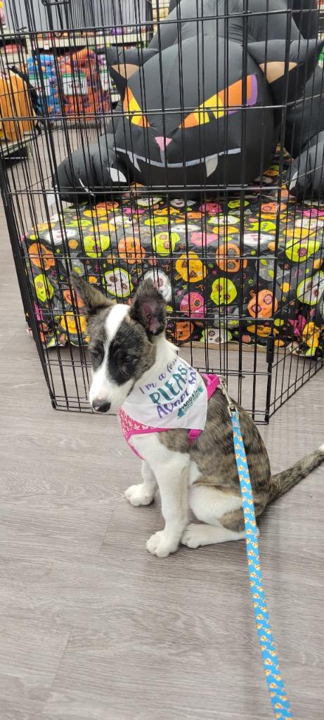 Enlarge Ada, a Adoptable mixed breed in Valparaiso, IN image 5/6