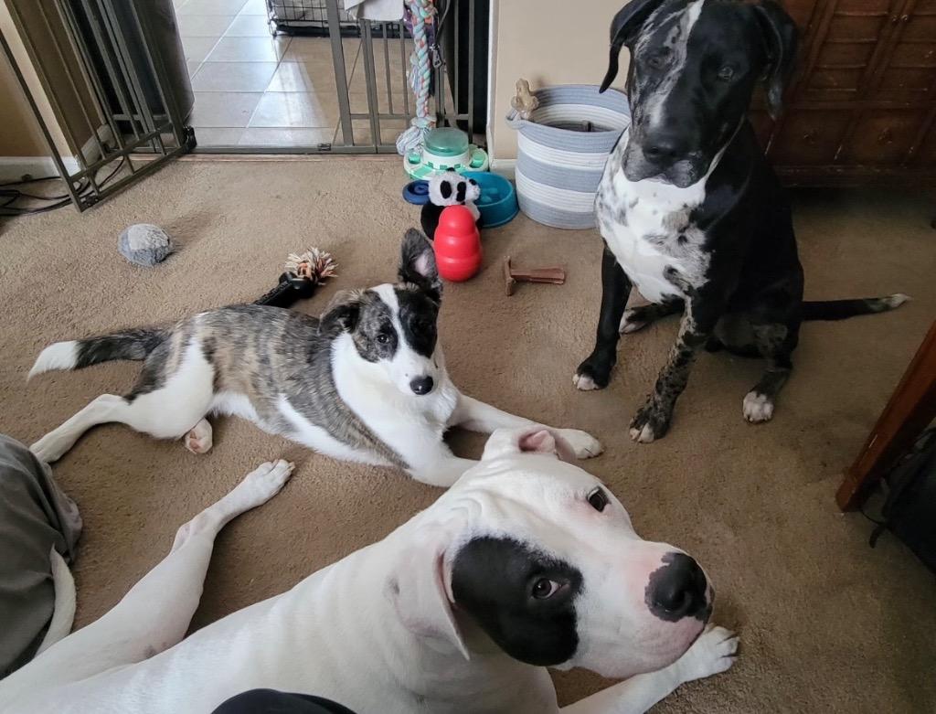 Enlarge Ada, a Adopted mixed breed in Valparaiso, IN image 4/5