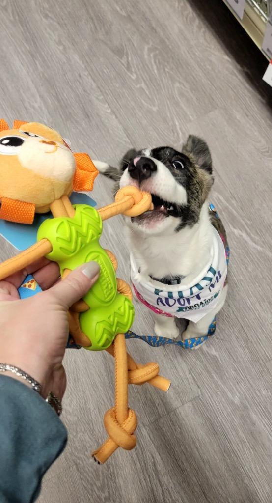 Enlarge Ada, a Adoptable mixed breed in Valparaiso, IN image 6/6