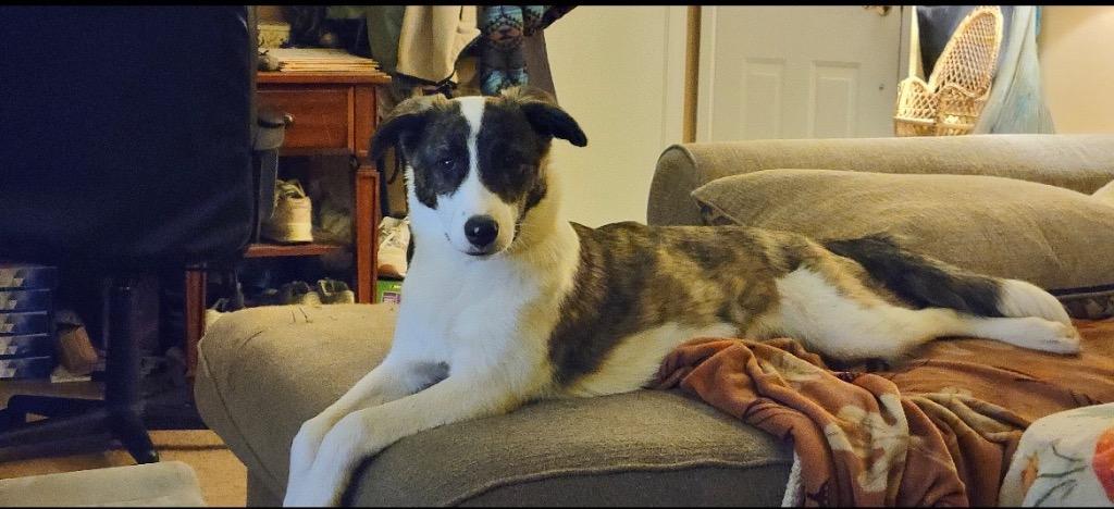 Enlarge Ada, a Adopted mixed breed in Valparaiso, IN image 5/5