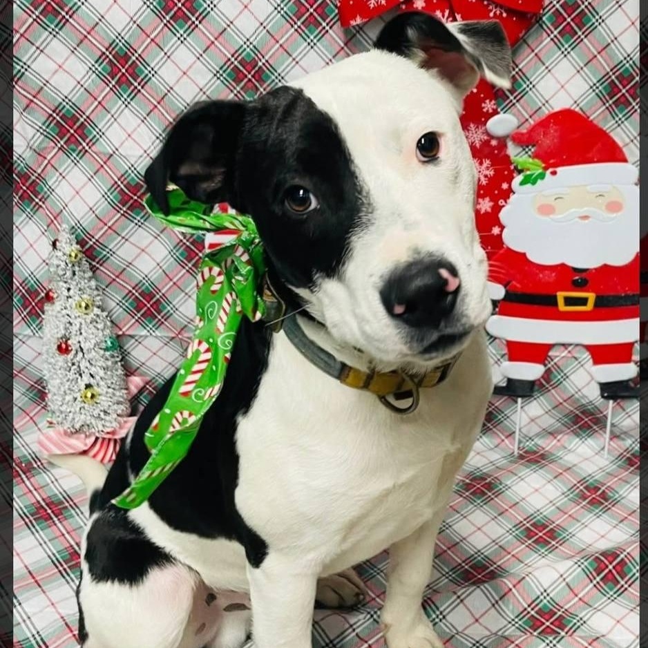 Oreo, ADOPTABLE, Adult Male Labrador Retriever & American Staffordshire Terrier.