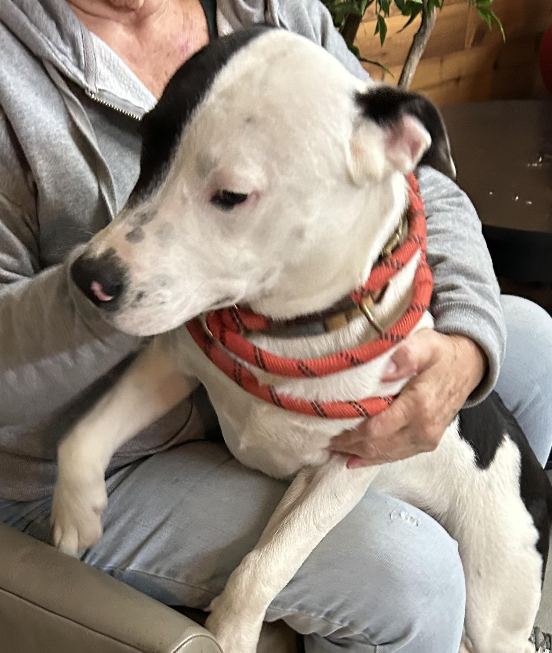 Enlarge Oreo, a ADOPTABLE mixed breed in Llano, TX image 2/4