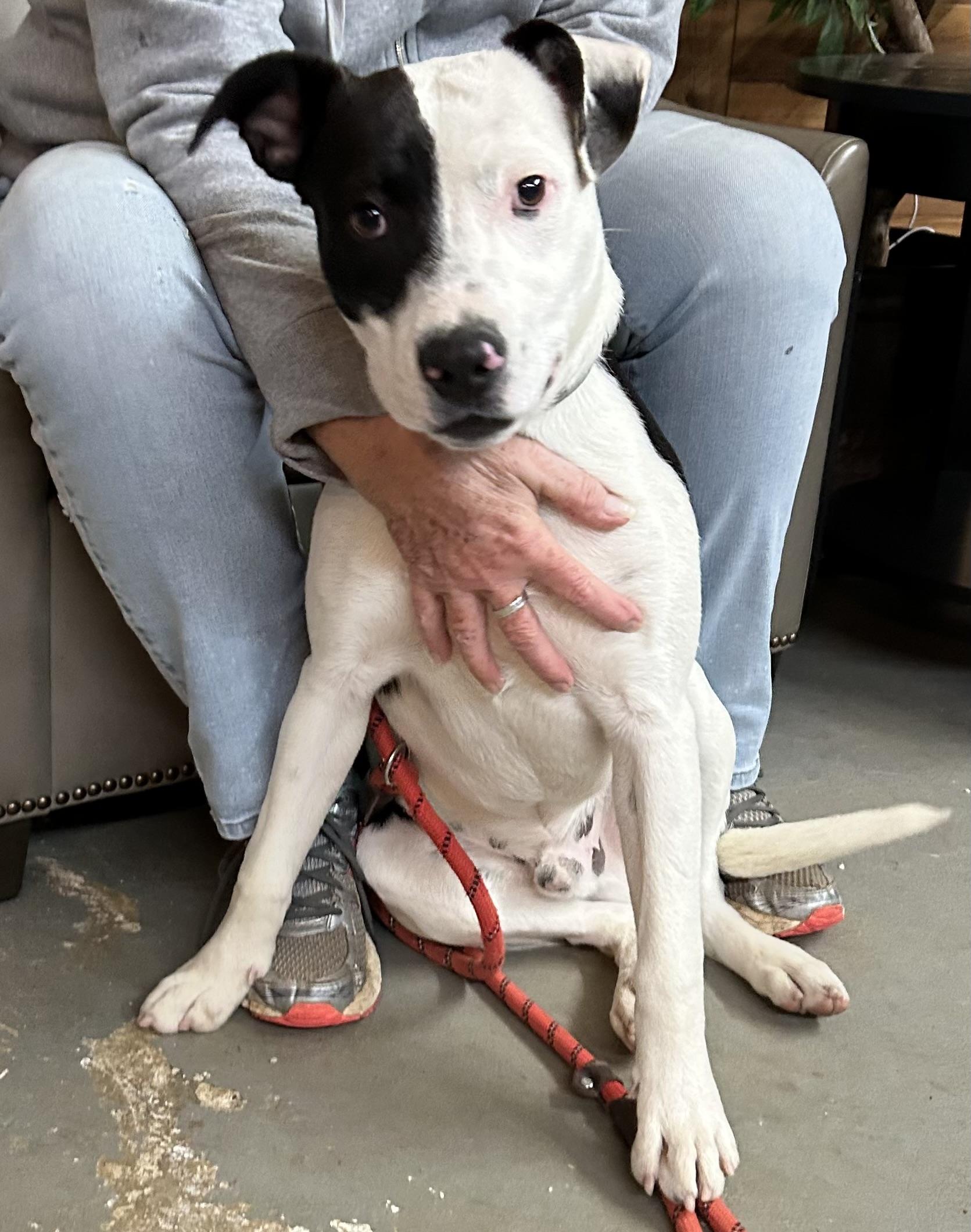 Enlarge Oreo, a ADOPTABLE mixed breed in Llano, TX image 3/4