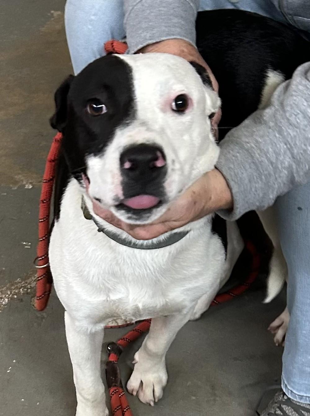 Enlarge Oreo, a ADOPTABLE mixed breed in Llano, TX image 4/4