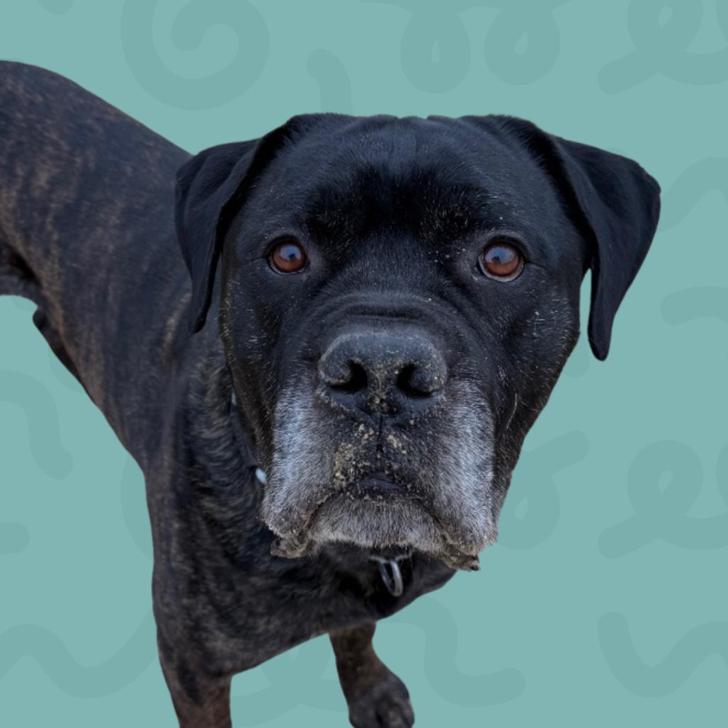 Enlarge Jax, a Adoptable Mastiff in Reno, NV image 1/4