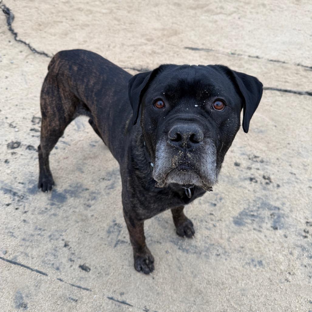 Enlarge Jax, a Adoptable Mastiff in Reno, NV image 2/4