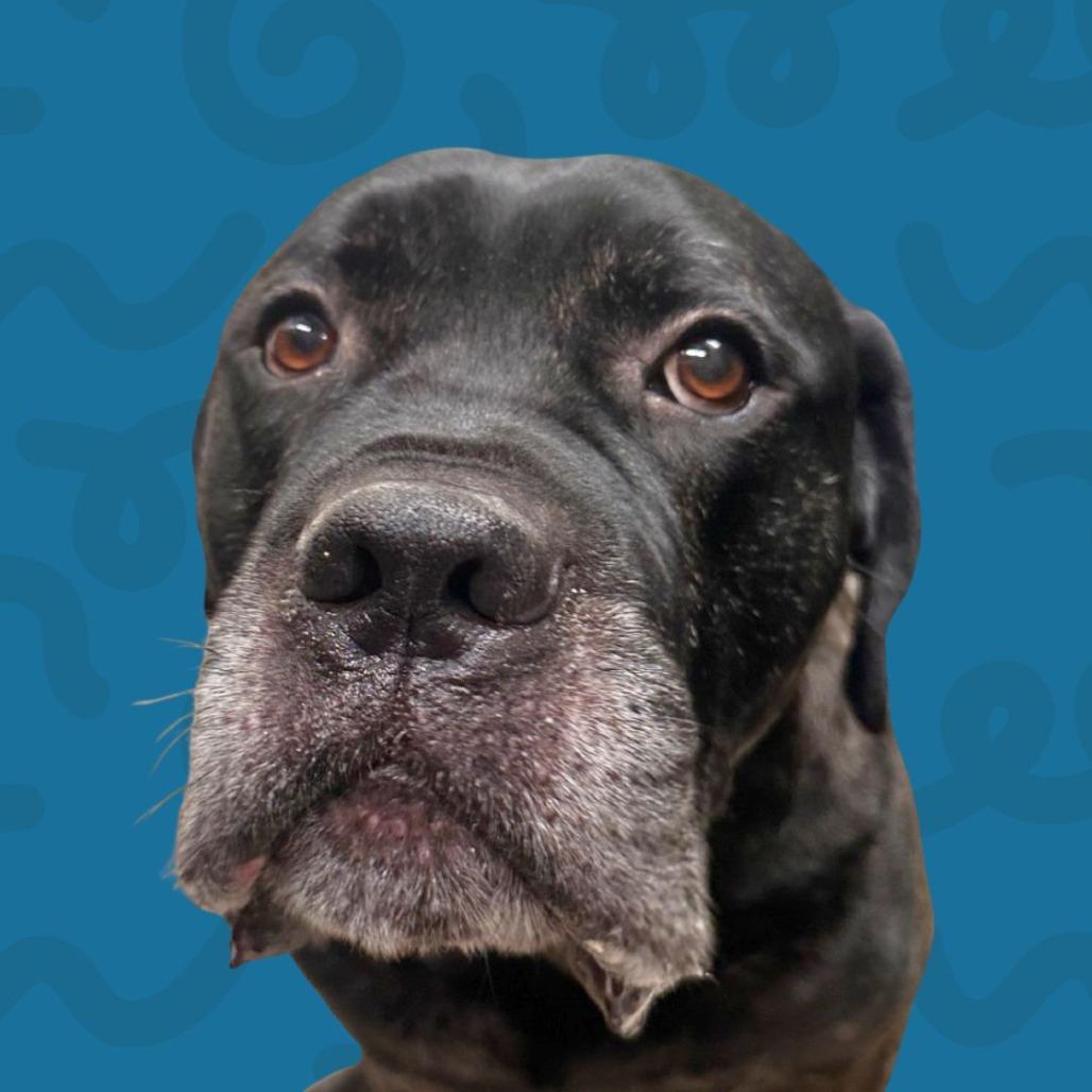 Enlarge Jax, a Adoptable Mastiff in Reno, NV image 3/4