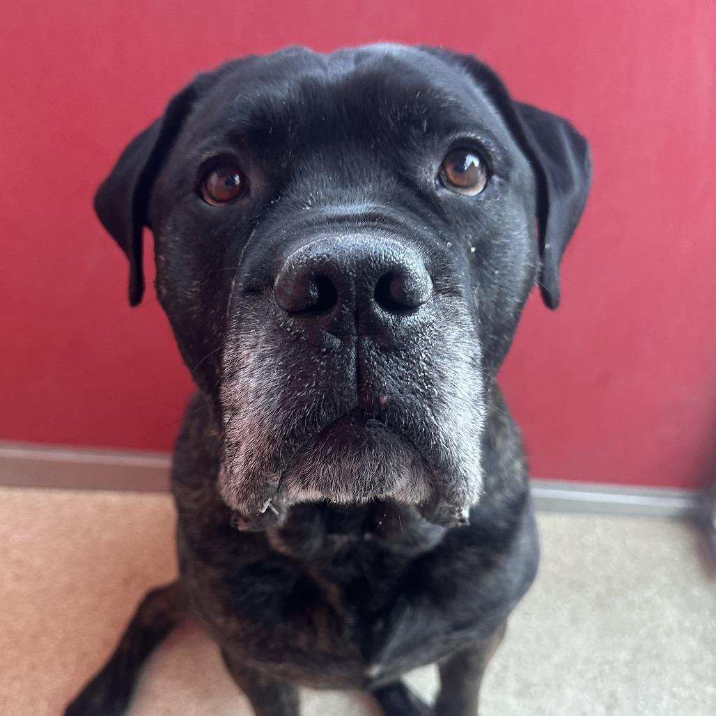 Enlarge Jax, a Adoptable Mastiff in Reno, NV image 4/4