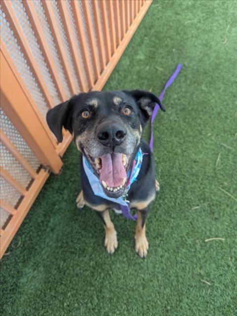 KARA, Adoptable, Senior Female Rottweiler.
