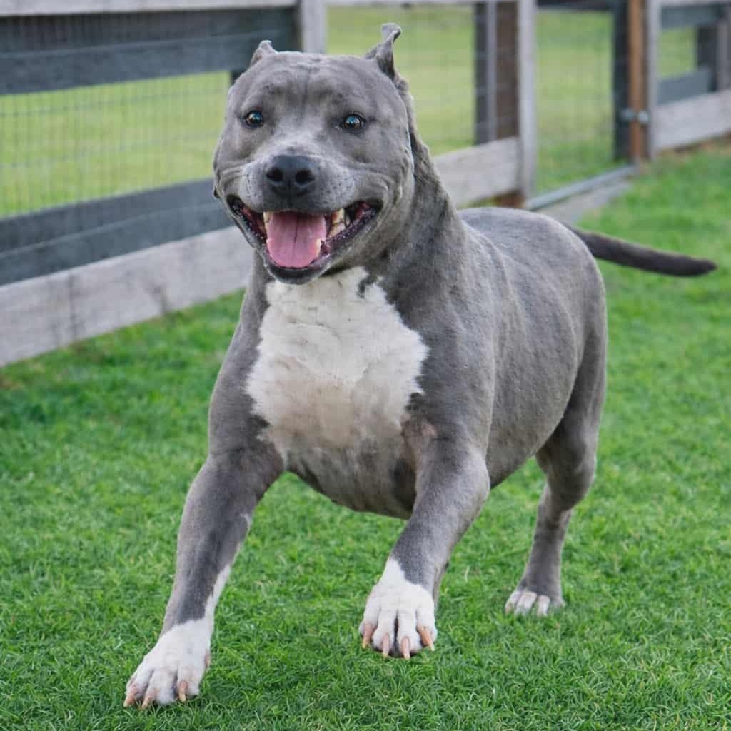 PRINCESSA, Adoptable, Adult Female American Staffordshire Terrier.