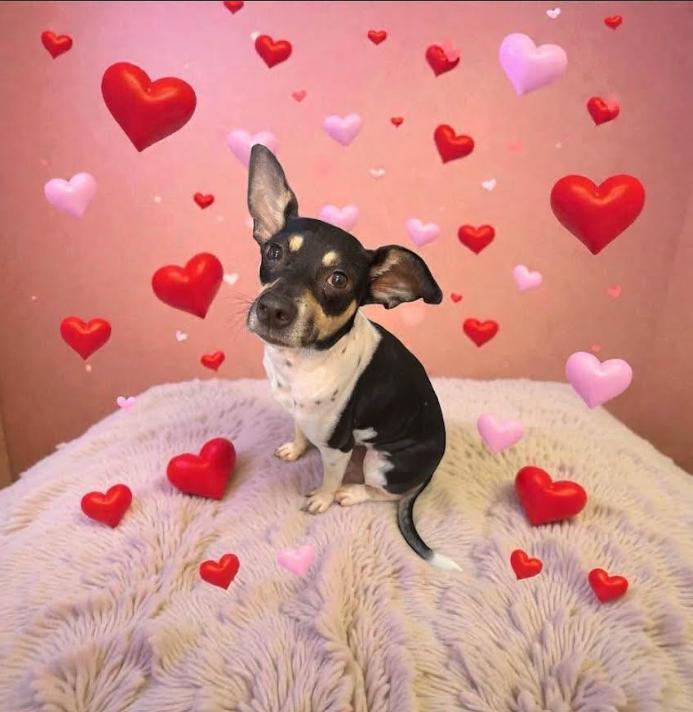 Maggie Jean in TX, a Adoptable Rat Terrier in Cranston, RI image 1/3