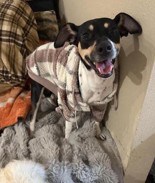 Enlarge Maggie Jean in TX, a Adoptable Rat Terrier in Cranston, RI image 3/3