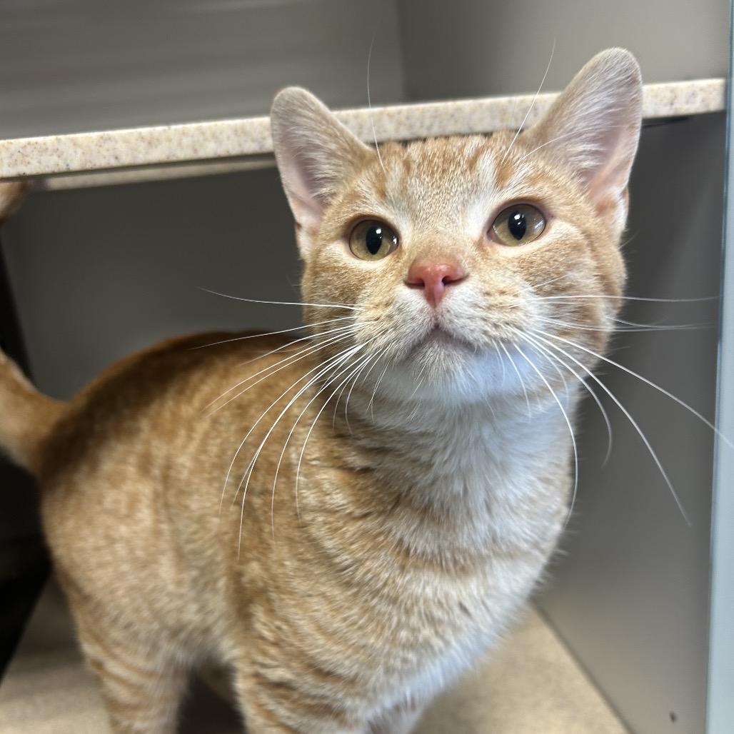 Pepe, Adoptable, Young Male Domestic Short Hair.