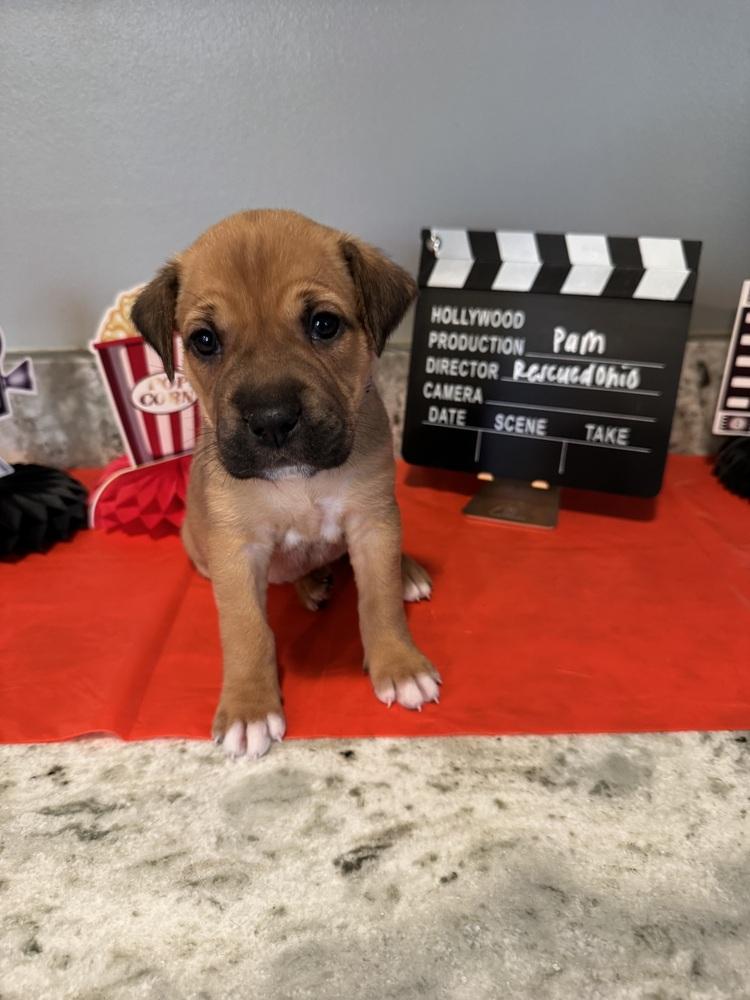 Enlarge Pam (Dynamic Duo Litter), a Adoptable mixed breed in New Albany, OH image 1/4