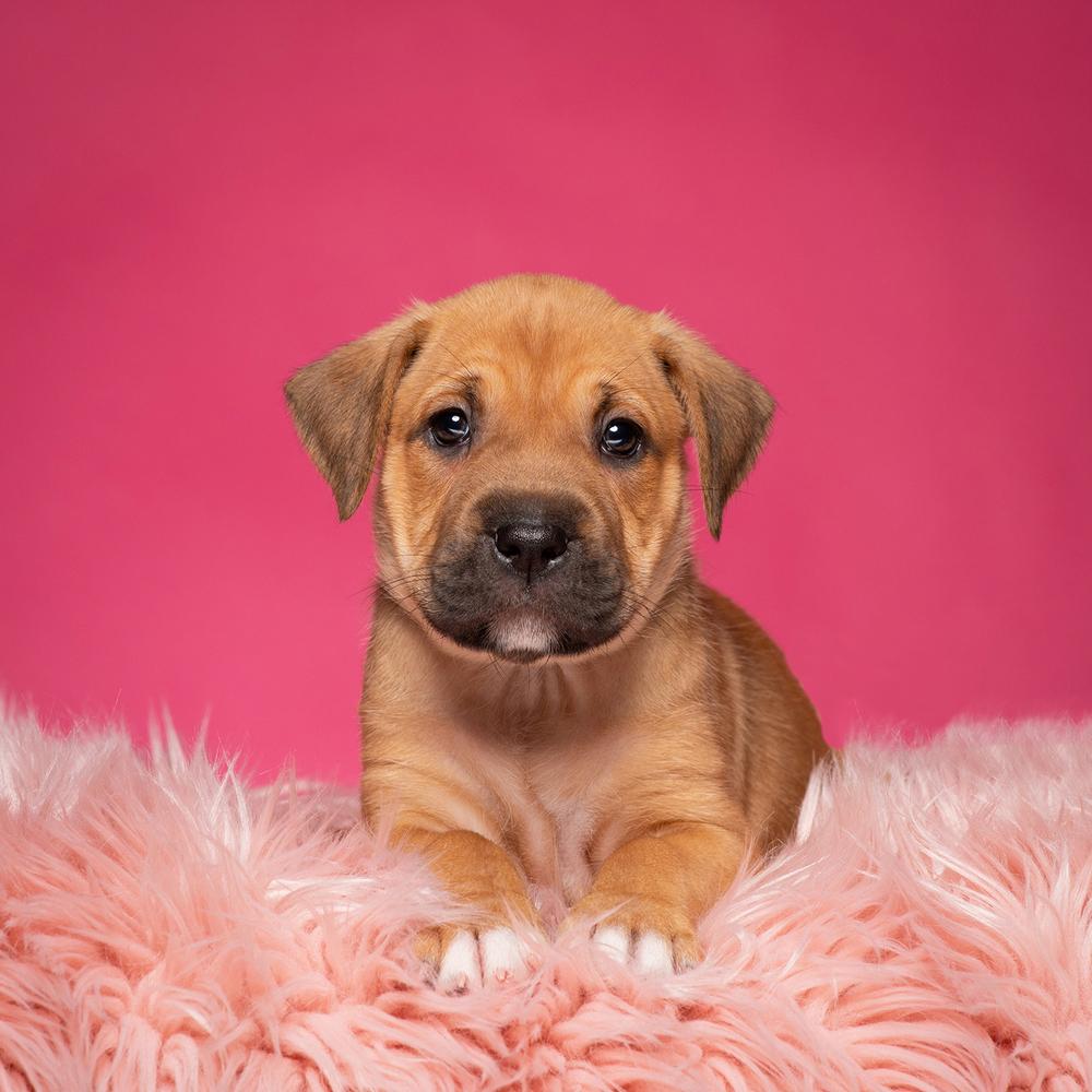 Enlarge Pam (Dynamic Duo Litter), a Adoptable mixed breed in New Albany, OH image 2/4