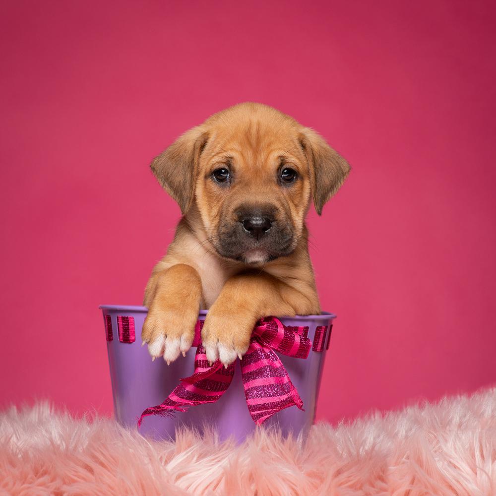 Enlarge Pam (Dynamic Duo Litter), a Adoptable mixed breed in New Albany, OH image 3/4