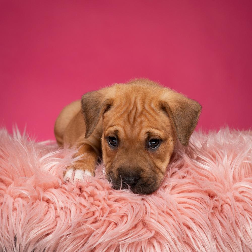 Enlarge Pam (Dynamic Duo Litter), a Adoptable mixed breed in New Albany, OH image 4/4