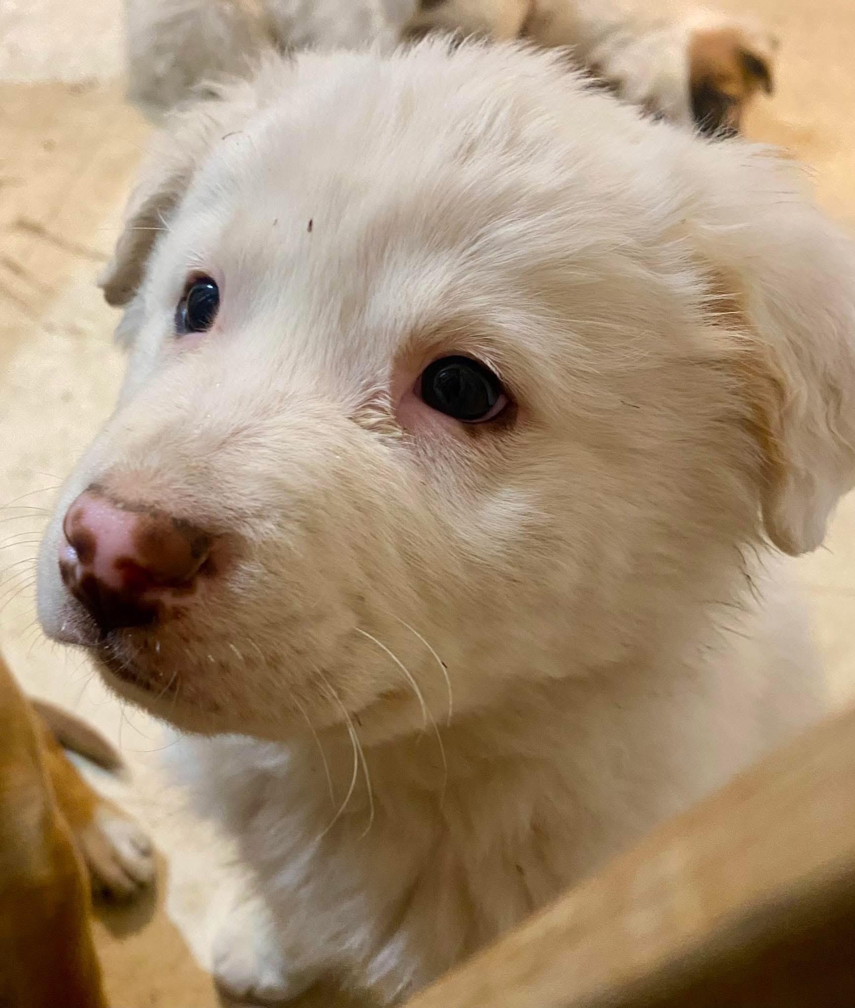 Batman-Victor, Adopted, Puppy Male German Shepherd Dog & Great Pyrenees.