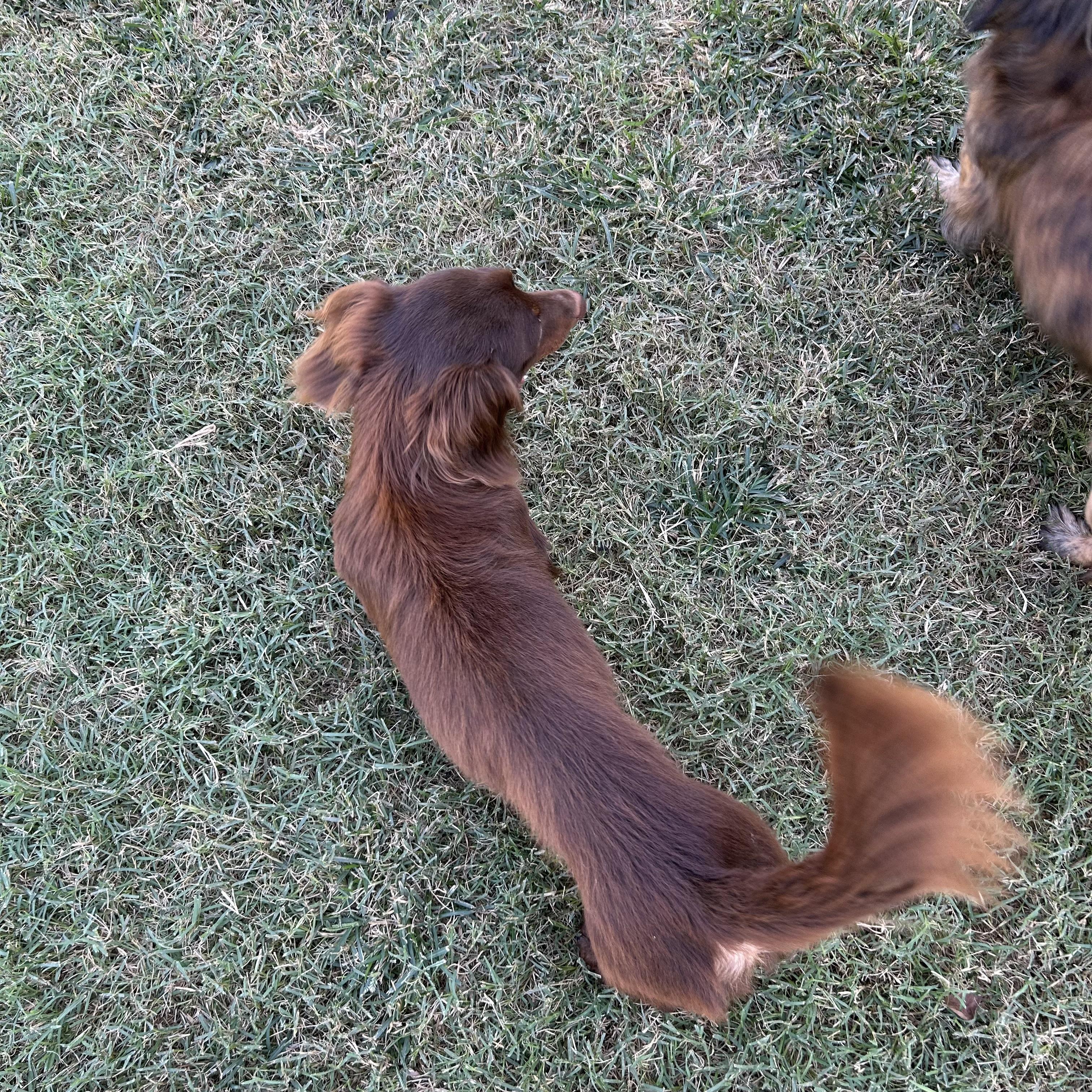 Enlarge Puzzel, a Adoptable Dachshund (Miniature Long Haired) in Chickasha, OK image 2/2