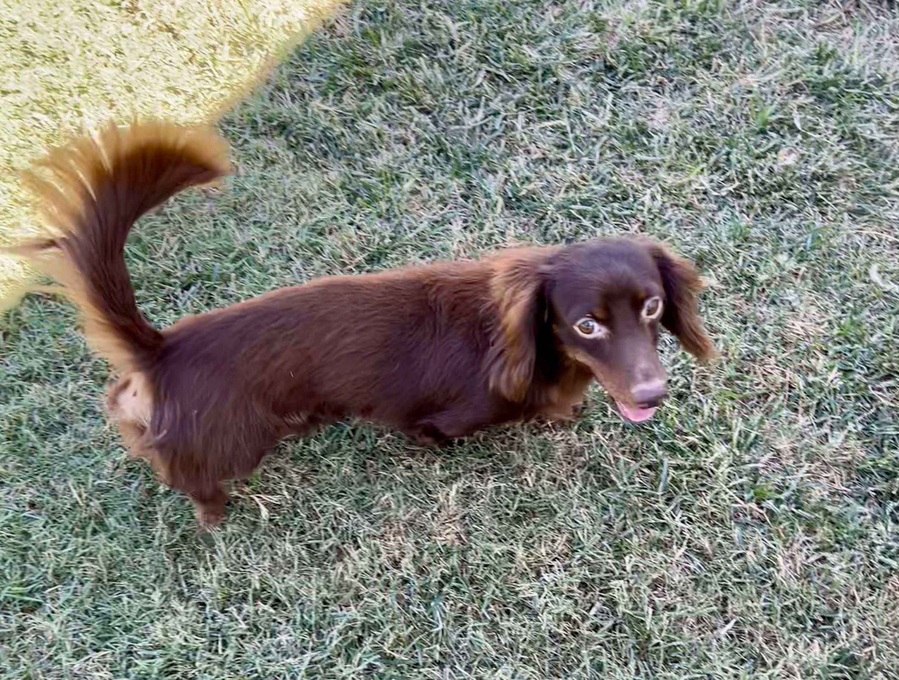 Puzzel, Adoptable, Adult Male Dachshund (Miniature Long Haired).