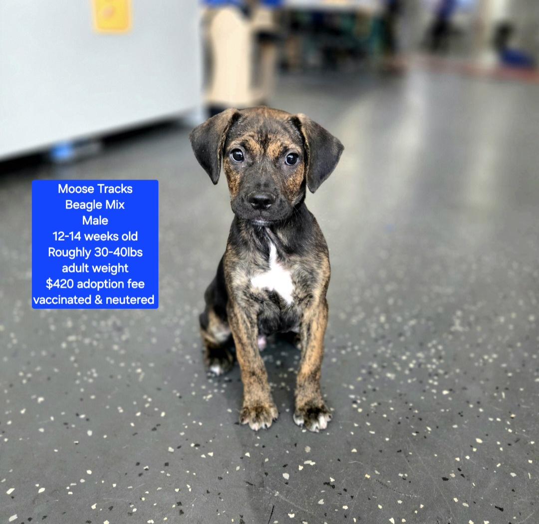 Enlarge Moose Tracks, a ADOPTABLE mixed breed in Oviedo, FL image 1/1