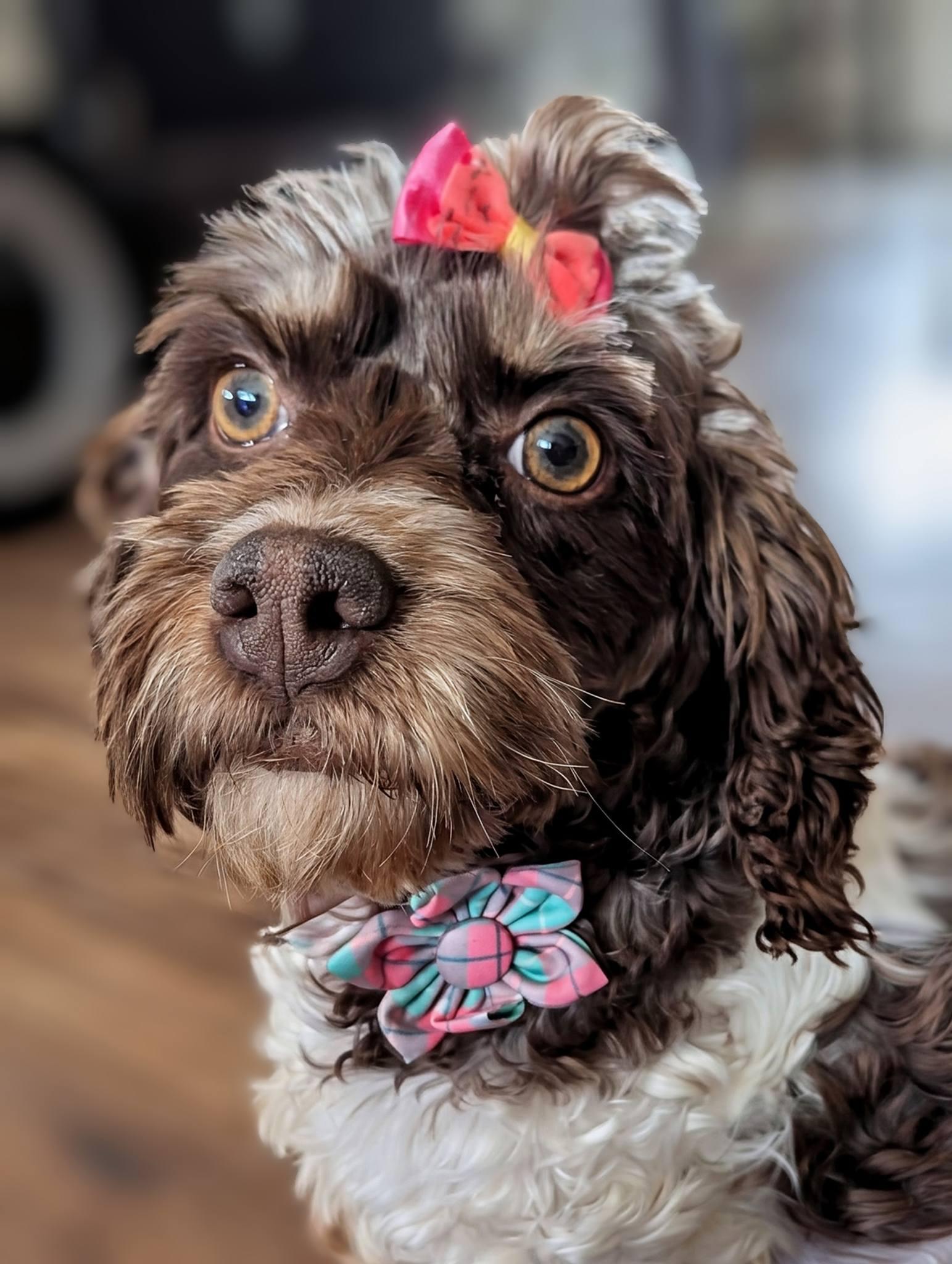 daisy 2yr, a ADOPTABLE Cockapoo in Mentor, OH image 2/3