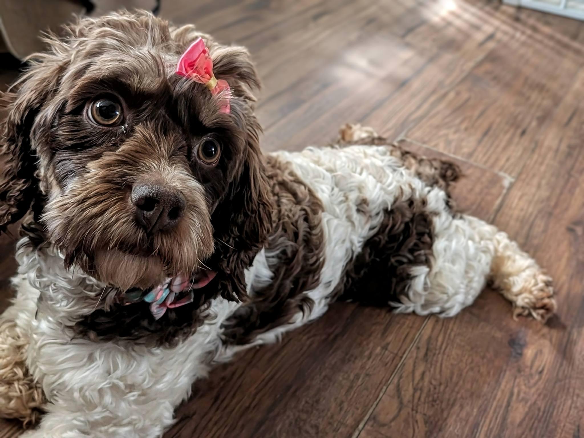 daisy 2yr, a ADOPTABLE Cockapoo in Mentor, OH image 1/3