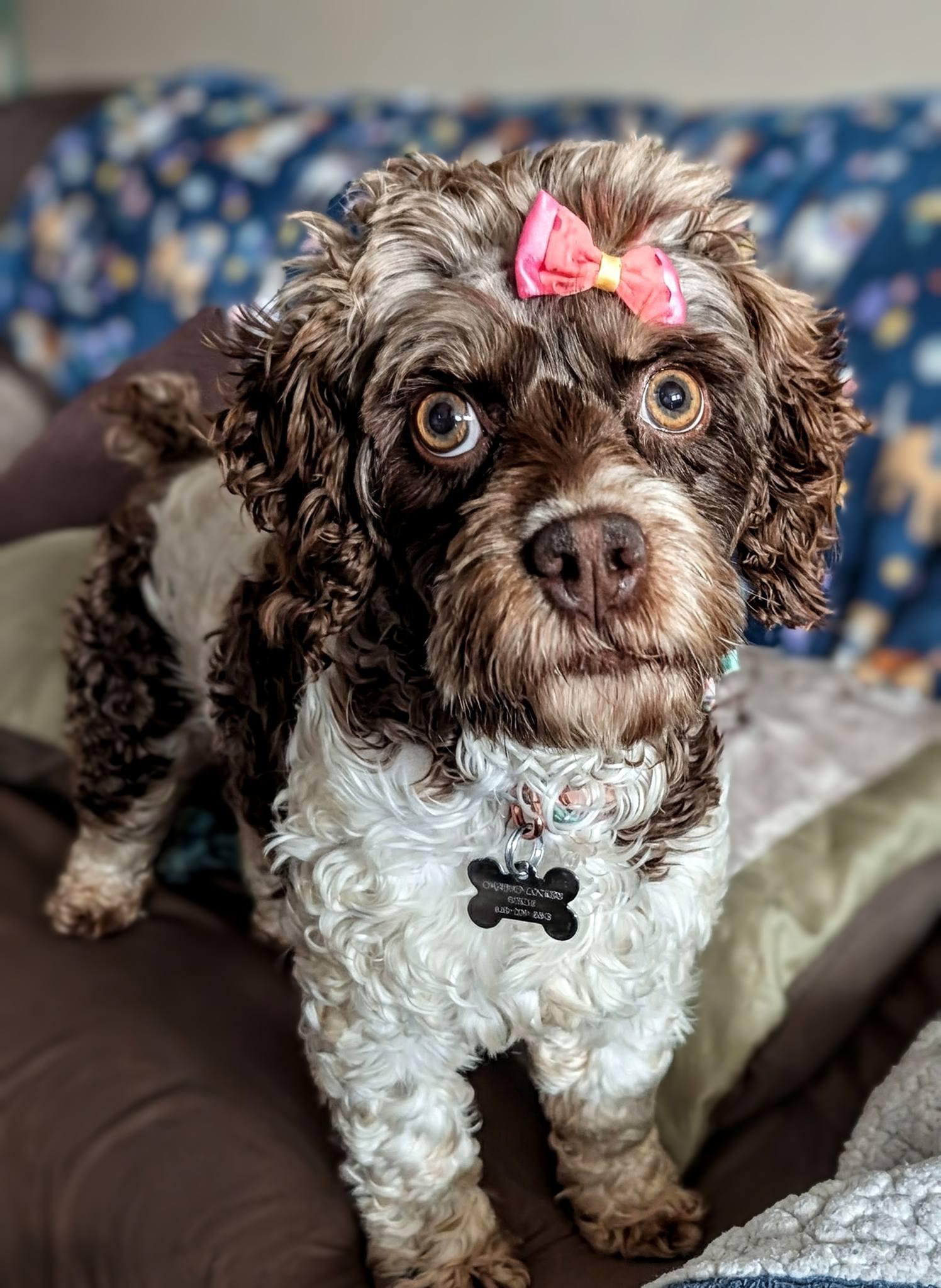 daisy 2yr, a ADOPTABLE Cockapoo in Mentor, OH image 3/3