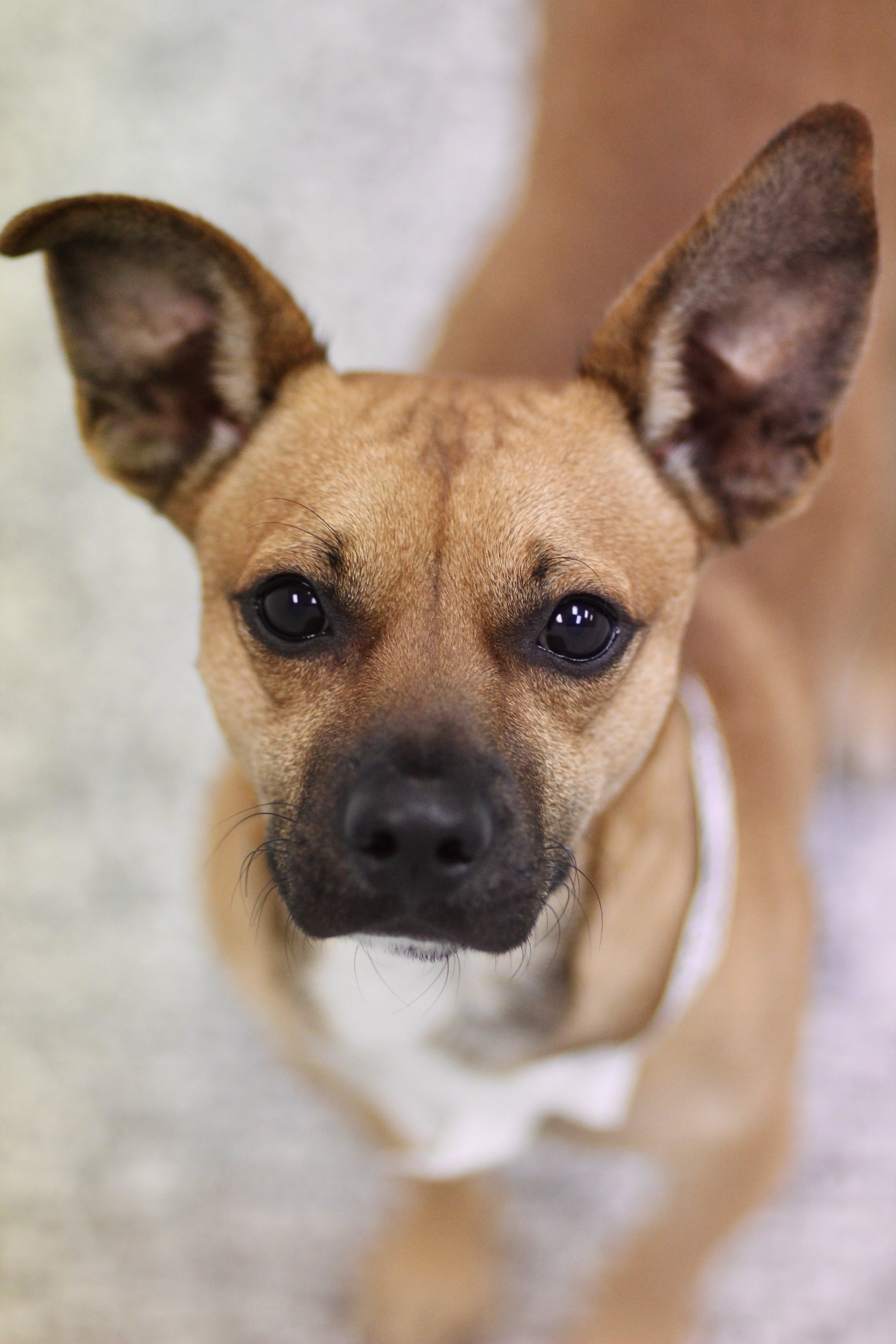 Dog for adoption Pinto in NH! Come Meet our Adoptable Dogs Wednesday