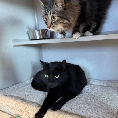 Clizby, Adoptable, Adult Male Domestic Short Hair.