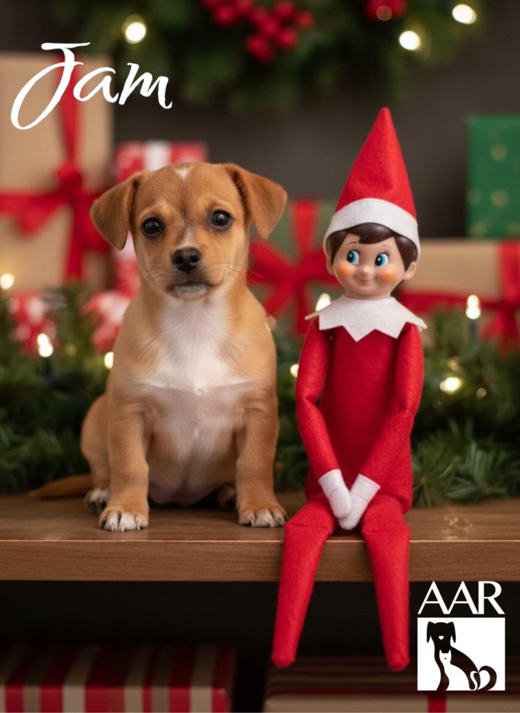 Jam, Adoptable, Puppy Male Chihuahua.