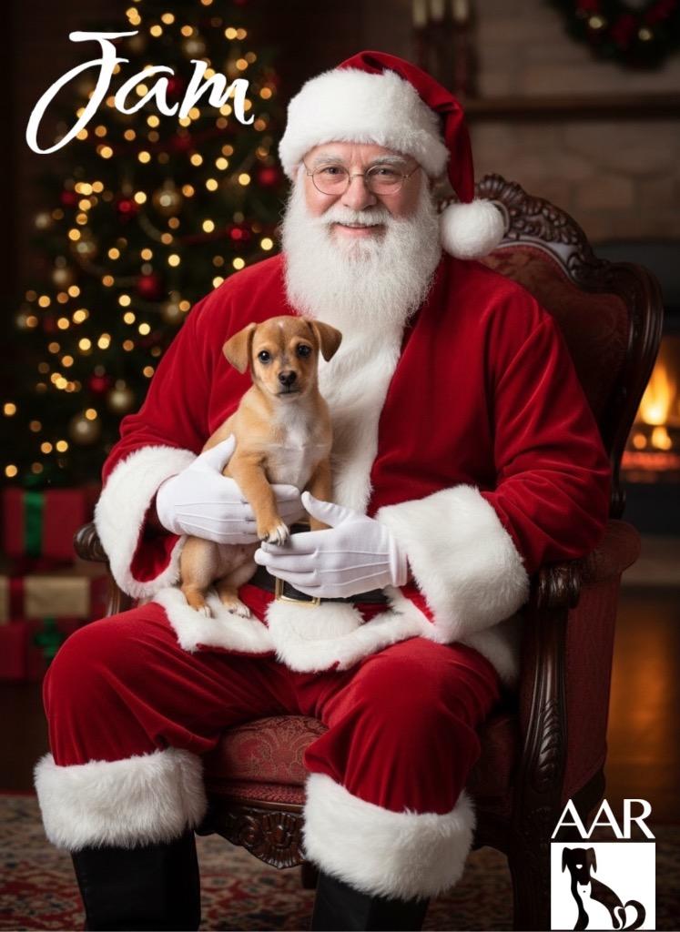 Enlarge Jam, a Adoptable Chihuahua in Magnolia, TX image 2/4