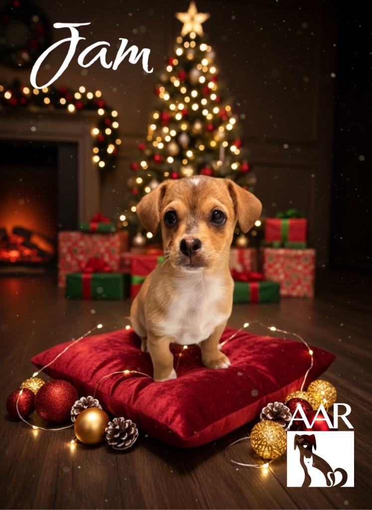 Enlarge Jam, a Adoptable Chihuahua in Magnolia, TX image 3/4