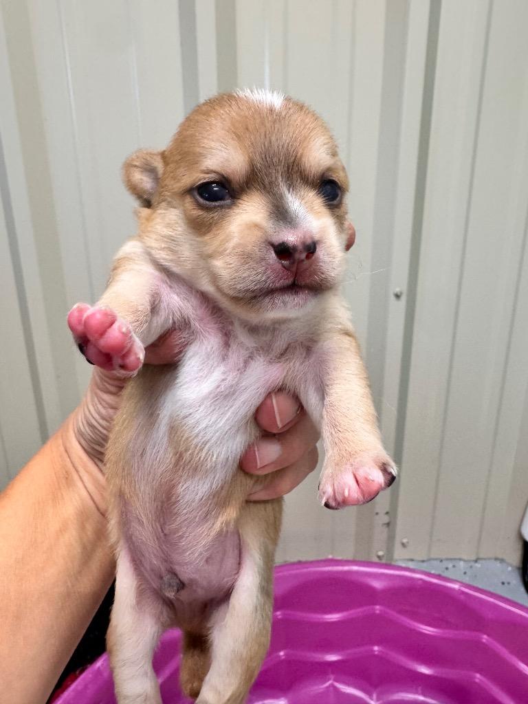 Enlarge Jam, a Adoptable Chihuahua in Magnolia, TX image 4/4