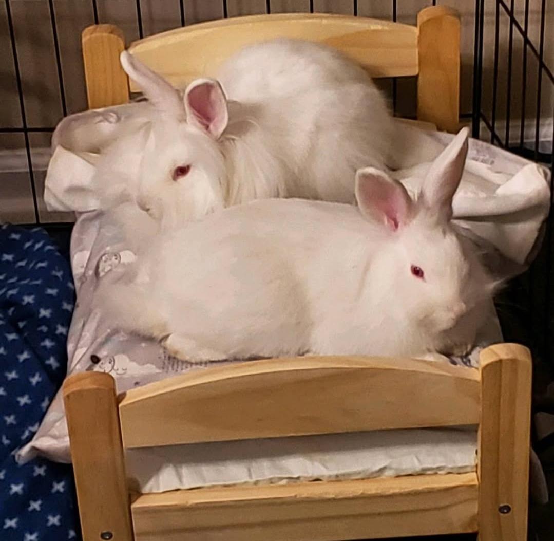 Enlarge *Eddie and Buggs, a Adoptable Lionhead in Waynesboro, VA image 1/4