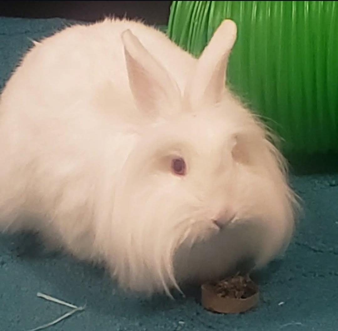 Enlarge *Eddie and Buggs, a Adoptable Lionhead in Waynesboro, VA image 2/4